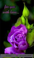 Purple Lovely Rose LWP Affiche