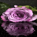 Purple Rainy Flower LWP APK