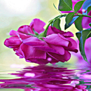 Purple Rose Swining LWP APK