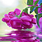 Purple Rose Swining LWP ikona