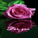 Purple Rose Reflection LWP APK