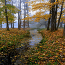 Rainy Autumn Live Wallpaper APK