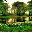 Rainy Flowers Garden LWP APK