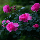 Icona Rainy Pink Flowers LWP