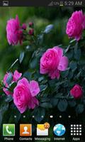 1 Schermata Rainy Pink Flowers LWP