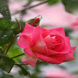 Rainy Pink Rose LWP icône