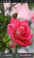 Rainy Pink Rose LWP-poster