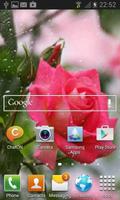 Rainy Pink Rose LWP Screenshot 1