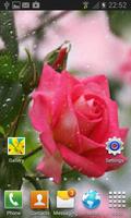 Rainy Pink Rose LWP imagem de tela 2