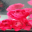Rainy Pink Roses LWP APK