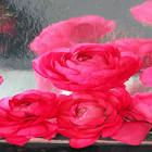 Rainy Pink Roses LWP أيقونة