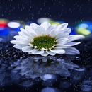 Rainy White Flower LWP APK