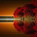 Red Tree Lake LWP APK