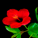 Red Flower Beauty LWP APK