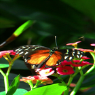 Red Flowers Butterfly LWP icône