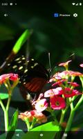 Red Flowers Butterfly LWP capture d'écran 1