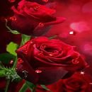 Red Hearts Roses LWP APK
