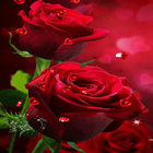 Red Roses Hearts LWP 圖標