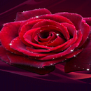 Red Rose Shine LWP APK