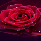 Red Rose Shine LWP icône