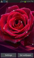 Red Rose Shine LWP Affiche