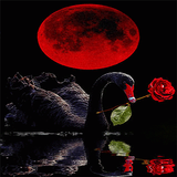 Red Rose Swan LWP icône