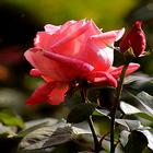 Rosebud Live Wallpaper icono
