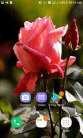 Rosebud Live Wallpaper captura de pantalla 1