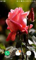 Rosebud Live Wallpaper captura de pantalla 2