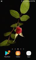 Rose With Leafs LWP スクリーンショット 1
