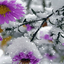 Snowy Purple Flower LWP aplikacja