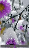 Snowy Purple Flower LWP Affiche