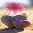 Stony Hearts Flower LWP APK