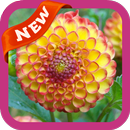 Dahlia Wallpaper APK