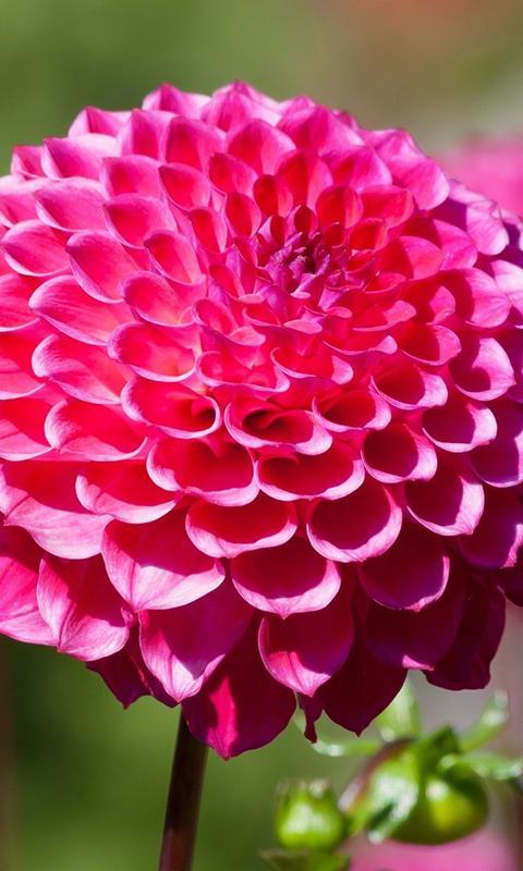 Dahlia Wallpaper For Android Apk Download