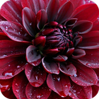Dahlia Flower Wallpaper icône