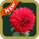 Dahlia2 Wallpaper APK