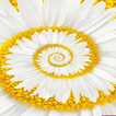 Daisy Flower