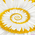 Daisy Flower-icoon