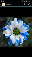 Daisy Flower Cartaz