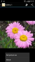 1 Schermata Daisy Flower