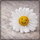 Beautiful Daisy Wallpaper HD APK