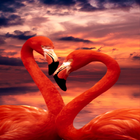 Cute Flamingo Wallpapers icône