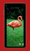 Cute Flamingo Wallpapers ảnh chụp màn hình 1