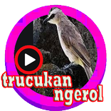 ”kicau trucukan ngerol