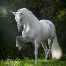 White Horse Wallpaper APK