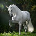 White Horse Wallpaper simgesi