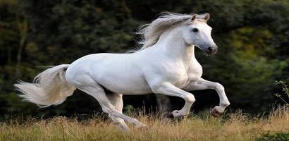 White Horse Wallpaper gönderen