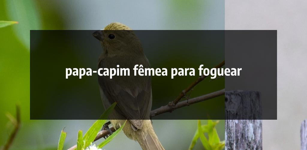 Canto de Papa Capim Viviti - Apps on Google Play