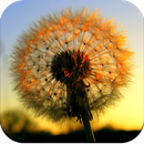 Dandelion wallpaper HD APK
